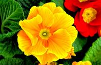 primrose-spring-flowers-yellow-1228937.jpg