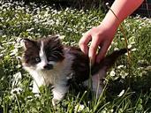 kitten-black-white-detail-hand-111615.jpg