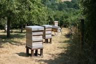 beehives-orchard-grass-trees-216208.jpg