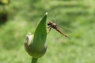 dragonfly-insect-sheriff-523895.jpg