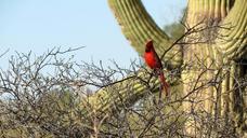 cardinal-saguaro-cactus-817299.jpg