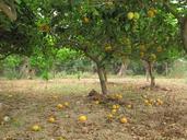 lemons-citrus-citrus-fruit-corfu-49064.jpg