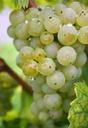 grapes-green-nature-green-grapes-439299.jpg