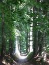 forest-path-overijse-belgium-645070.jpg