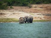 elephant-swim-play-uganda-1535875.jpg