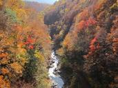 autumn-autumnal-leaves-arboretum-999340.jpg