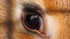 eye-close-eyes-brown-animal-head-260313.jpg