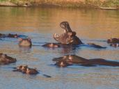 hippo-hippopotamus-water-africa-955886.jpg