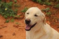 labrador-canine-pet-1188674.jpg