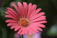 daisy-pink-flower-pink-daisy-1440889.jpg