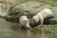 polar-bear-cubs-animal-mammal-560225.jpg