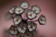 seed-pods-autumn-triangular-brown-179715.jpg