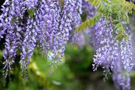 acacia-glycine-wisteria-flowers-1363891.jpg