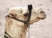 camel-animal-dromedary-egypt-165756.jpg