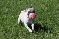 dog-pug-playing-puppy-cute-674066.jpg