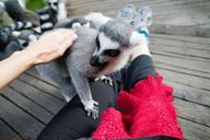 lemur-skansen-zoo-stockholm-animal-442353.jpg