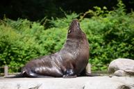 sea-lion-seal-pelts-animal-359231.jpg