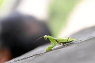 praying-mantis-insect-china-grille-1028103.jpg