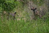 Waterfall_Trail_on_Fossil_Creek.jpg