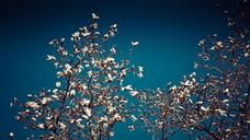 magnolia-magnolia-tree-spring-1286471.jpg