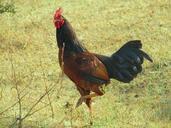 rooster-cock-standing-farm-animal-243231.jpg