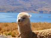 alpaca-vicugna-pacos-animal-43324.jpg