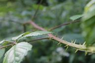 scrub-thorns-bush-shrubs-leaf-462698.jpg