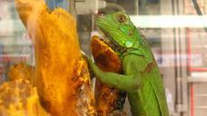 lizard-terrarium-reptile-animal-522932.jpg