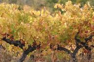 vines-nature-vine-leaves-grapes-544468.jpg