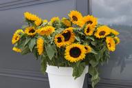 sunflower-summer-flowers-878825.jpg