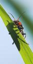 beetle-macro-insect-plant-orange-1001229.jpg