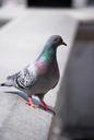 pigeon-feathers-wildlife-bird-372337.jpg