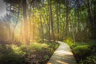 boardwalk-path-forest-trees-wood-801723.jpg