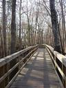 boardwalk-path-walkway-wooden-1482634.jpg