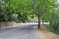 road-avenue-trees-557897.jpg