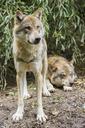 wolves-canis-lupus-european-wolf-1388610.jpg