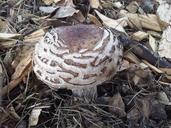 mushroom-camouflage-bark-nature-662234.jpg