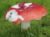 mushroom-forest-autumn-nature-631696.jpg