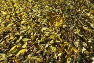 autumn-leaves-branch-sheet-foliage-535056.jpg