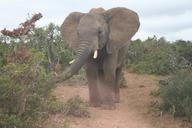 elephant-wildlife-african-safari-462094.jpg