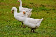 geese-white-cute-plumage-animal-985165.jpg