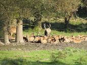 deer-flock-wild-red-deer-465418.jpg