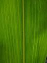 corn-leaf-detail-leaf-veins-corn-592581.jpg