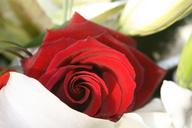 red-rose-rose-bloom-610930.jpg