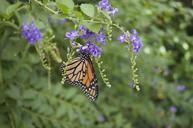 monarch-butterfly-orange-wings-572978.jpg