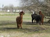 alpaca-zoo-camelids-737657.jpg