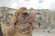 camel-turkey-camels-animal-161460.jpg