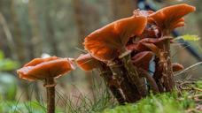 fungus-nature-plant-forest-456905.jpg