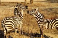 beijing-zoo-zebra-play-4844.jpg