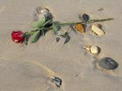 red-rose-beach-sand-love-romantic-558645.jpg